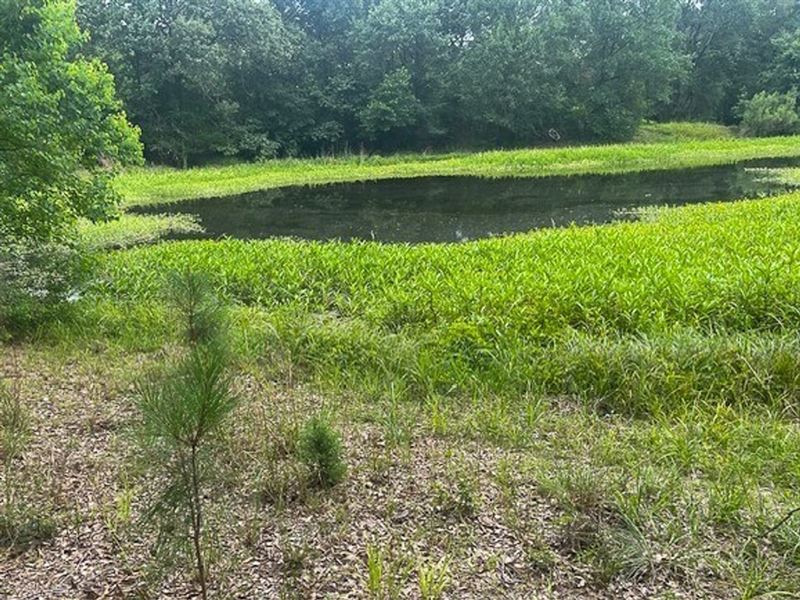 6 Acres, Birdsong Lane : Bedias : Grimes County : Texas