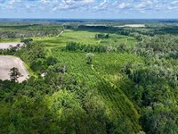 Bennett Mill Pond Preserve : Odum : Wayne County : Georgia