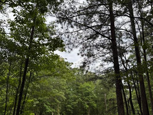 6.5 Acres Waverly, AL : Waverly : Lee County : Alabama