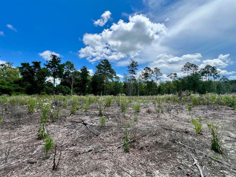 40 Ac Homesite with Good Access, Po : Chipley : Washington County : Florida