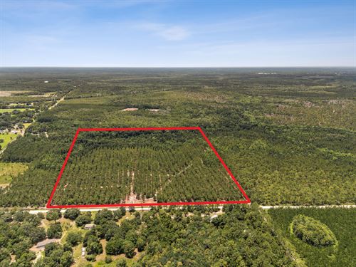 Bray Tract Lot 3 Bordered by Forest : Hilliard : Nassau County : Florida