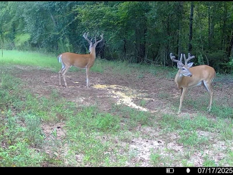 130 Acres Randolph Co : Coleman : Randolph County : Georgia
