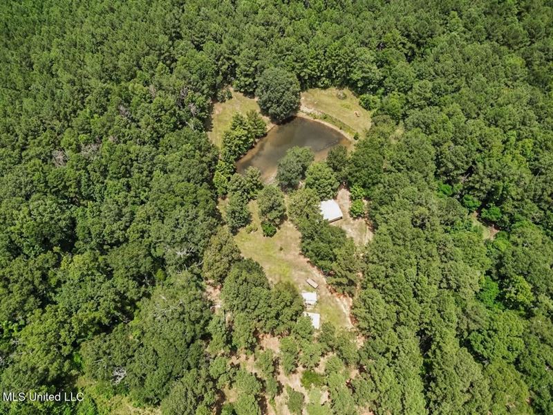 Turn-Key Hunting Land for Sale : Magnolia : Pike County : Mississippi