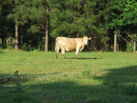 72 Acre Farm : Marion : Perry County : Alabama
