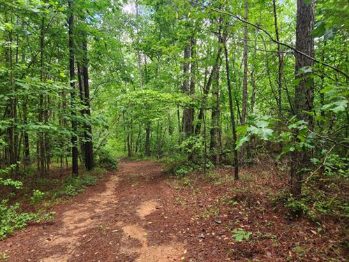 Secluded Pines Tract : Goodwater : Clay County : Alabama