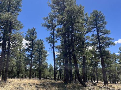 Unit 13 Cerro Hunting Property : Grants : Cibola County : New Mexico
