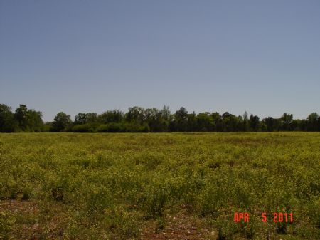 80 Acres Excel : Excel : Monroe County : Alabama
