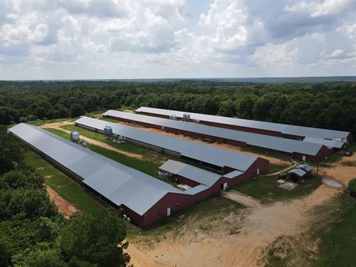 New Price, Welch Breeder Farm : Ozark : Dale County : Alabama