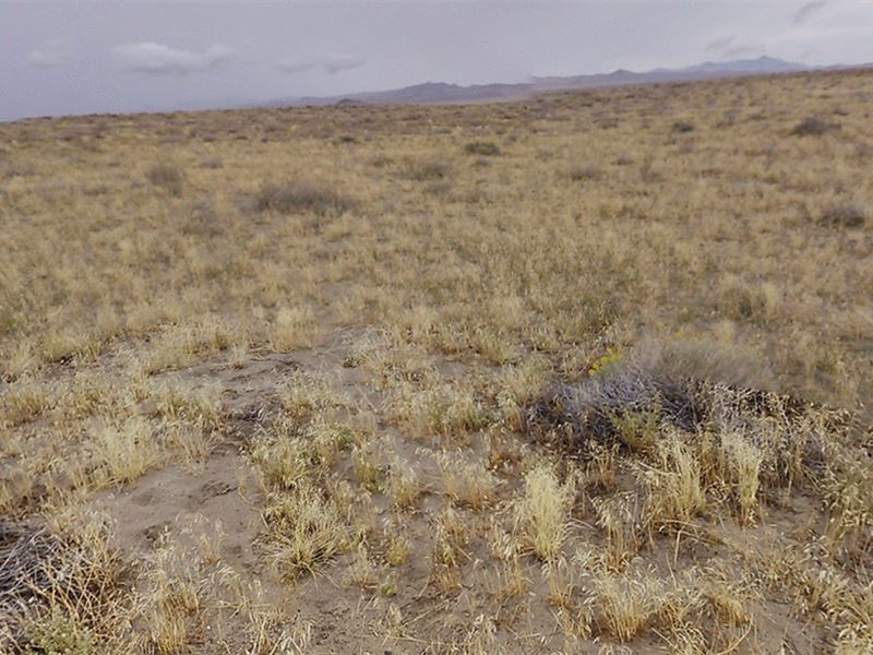 Buy Land, Money Grows, No Watering : Winnemucca : Humboldt County : Nevada