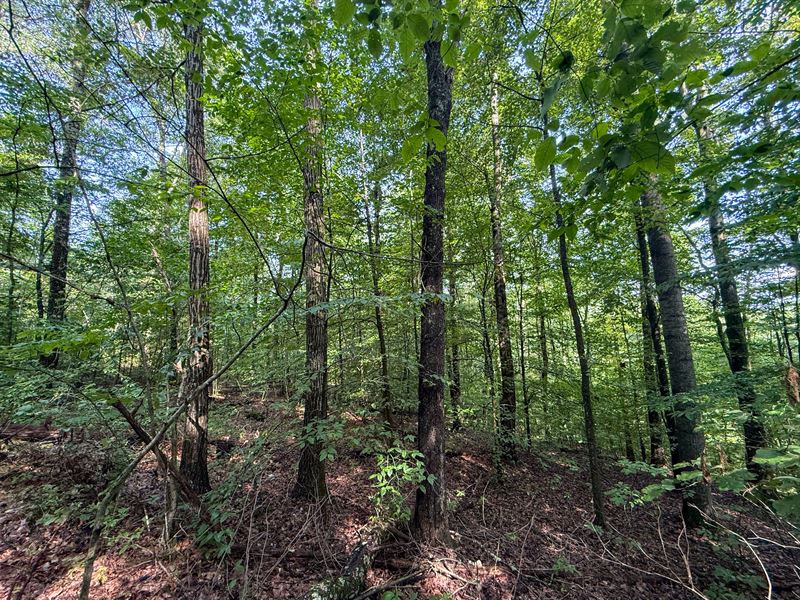 Twp Rd 273 Lot 3 23 : Shawnee : Perry County : Ohio