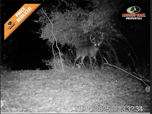 26 Acres of Pristine Hunting Ground : Manitou Beach : Lenawee County : Michigan