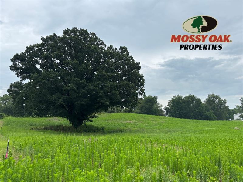 26 Acres of Pristine Hunting Ground : Manitou Beach : Lenawee County : Michigan