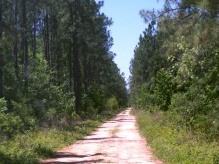 507 Ac Off Tom Marsh Road : Livingston : Polk County : Texas