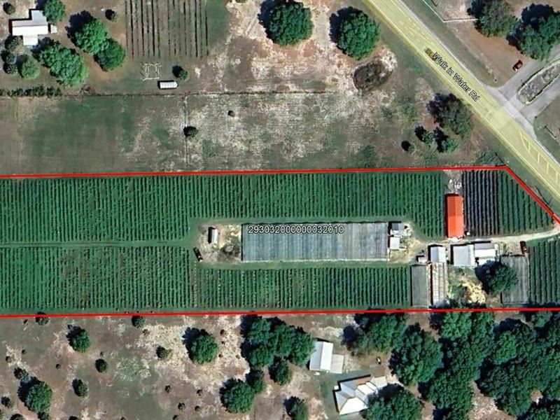 Certified Organic Farm : Lake Wales : Polk County : Florida