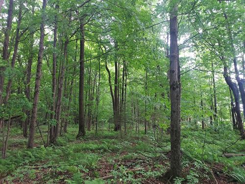 25 Acres with Creek Hunting Land : Catawba : Price County : Wisconsin