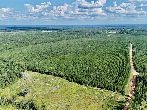 33+/- Acres, Penny Morris Rd : Baxley : Appling County : Georgia