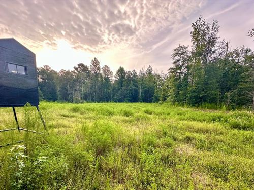 Polk County, 140 Acres : Livingston : Polk County : Texas