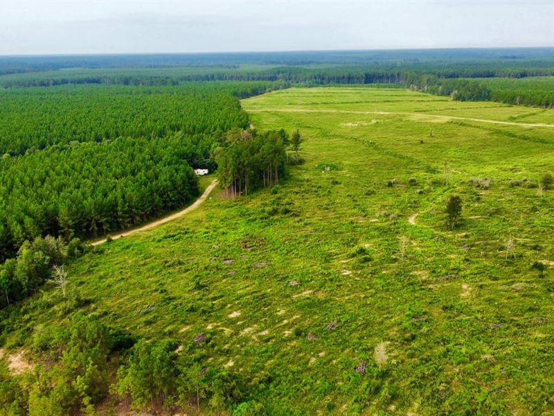 Polk County, 211 Acres : Livingston : Polk County : Texas