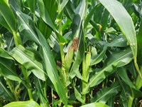 197Ac Crop Production, Big Bucks : Nelson : Saline County : Missouri