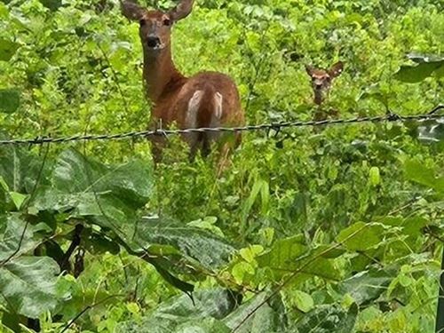 160 Acres, 4 Bed/2 Bath, Shop, Past : Summersville : Shannon County : Missouri