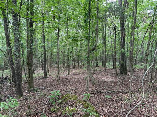 9.5 Acres In Lafayette County, MS : Oxford : Lafayette County : Mississippi