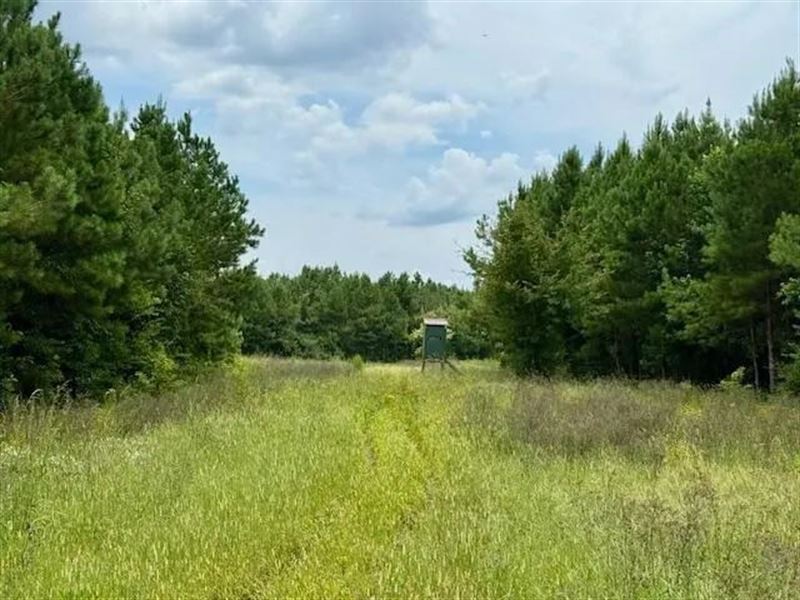 67 Acres for Sale Lawrence County : Silver Creek : Lawrence County : Mississippi