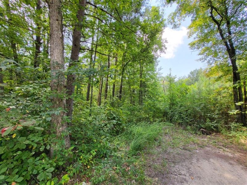 Creek, Woods, Private : Pikeville : Bledsoe County : Tennessee