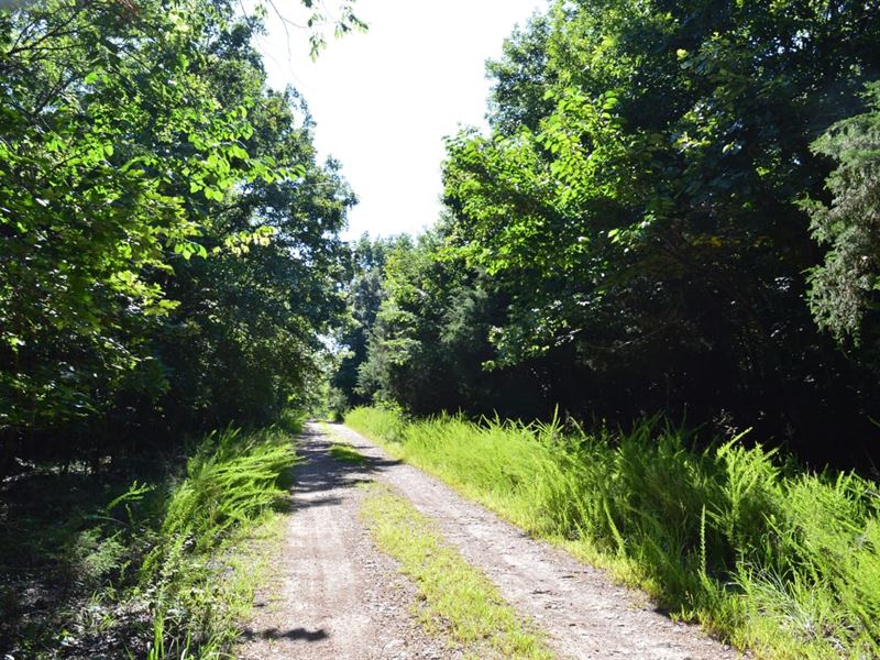 Marion Co 5, Bull Shoals Lake : Lead Hill : Marion County : Arkansas