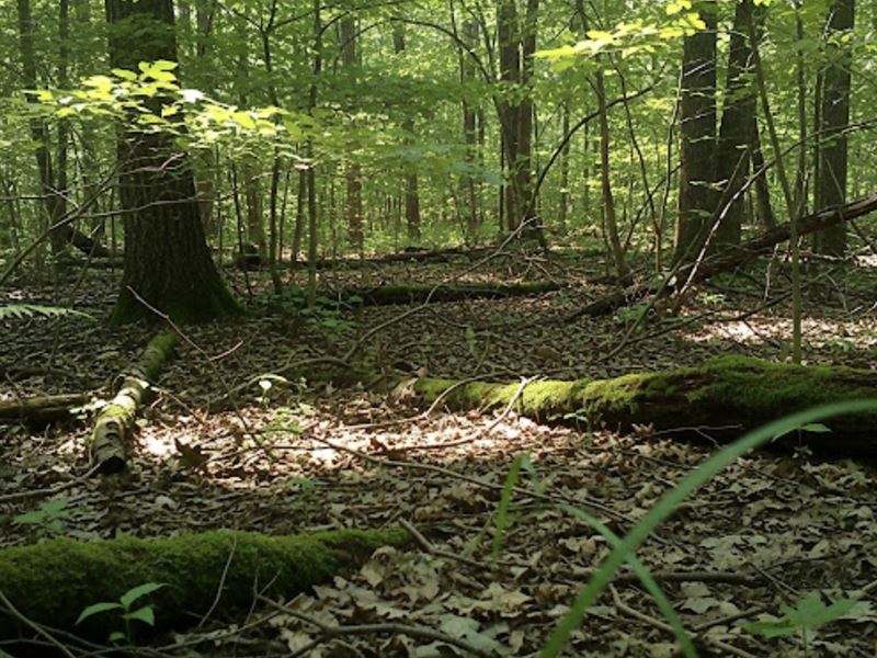 135 Acres of Forested Land in TN : Castalian Springs : Sumner County : Tennessee