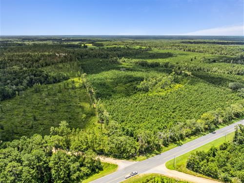 Hahira Transitional Timberland : Hahira : Lowndes County : Georgia