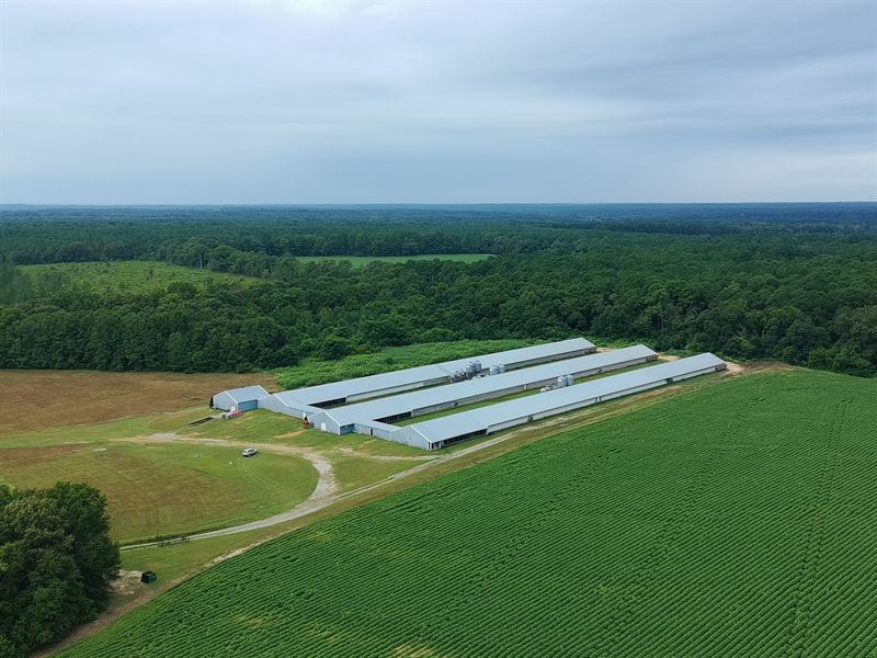 Norris Egg Farm : Swansea : Lexington County : South Carolina