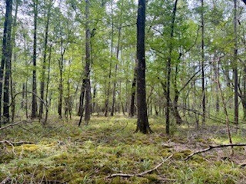 Beaver Creek : Florien : Sabine Parish : Louisiana