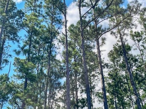 Camden Reserve, Lot 10 : Waverly : Camden County : Georgia