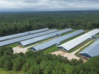 High Income 12 Hse Poultry Farm : Lexington : Oglethorpe County : Georgia
