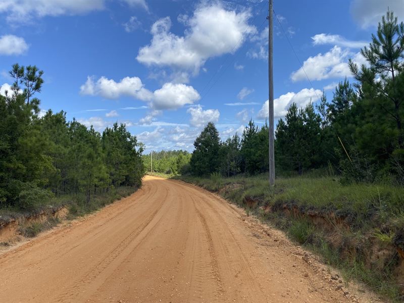 Firetower Road Trat-379 Acres : Chatom : Washington County : Alabama