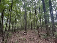 Large Country Homesite : Talbotton : Talbot County : Georgia