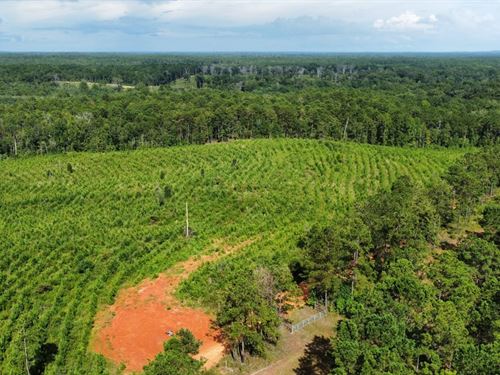 43 Acres Russell County, AL : Seale : Russell County : Alabama