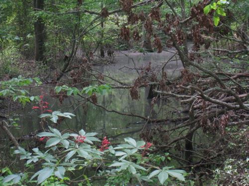 Ratcliff 9 : Taylor : Columbia County : Arkansas