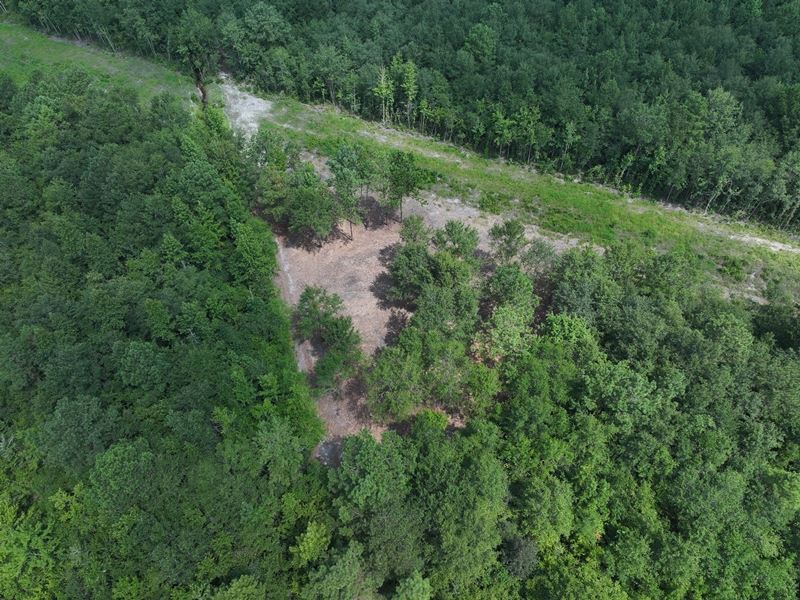 Timber & Agricultural Tract : Lumberton : Robeson County : North Carolina