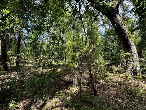 Luther Wilson Road 30 Acres : Greenville : Madison County : Florida