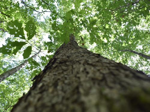 Mt. Olive Road : Many : Sabine Parish : Louisiana