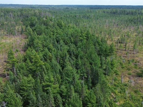 Nature's Private Sanctuary : Newberry : Luce County : Michigan