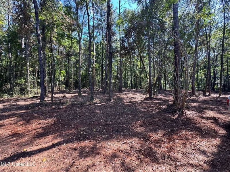 32 Acres Near McComb, Ms, Hunt : McComb : Pike County : Mississippi