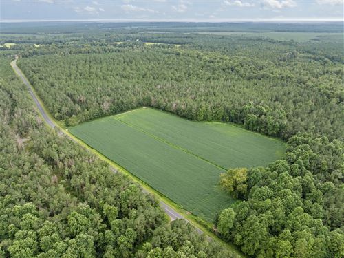 77-Ac Farm & Timberland, Hunting : Blounts Creek : Beaufort County : North Carolina