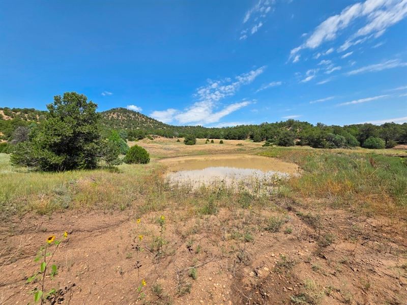 109 Acres Picketwire Ranch, Conn : Boncarbo : Las Animas County : Colorado
