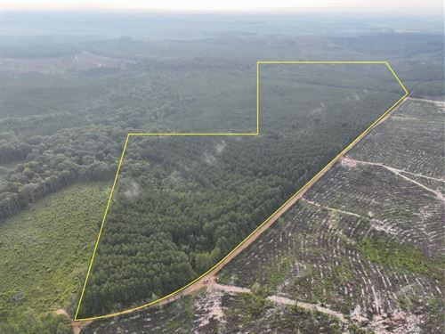 102 Acres, T-2, Red Rock Road, 3 : Robeline : Natchitoches Parish : Louisiana