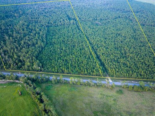 39 Acres, T-3, Starks Big Woods : Starks : Calcasieu Parish : Louisiana
