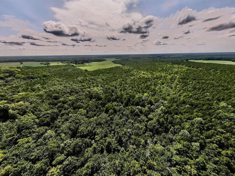 149 Acres of Recreational Timber LA : Corapeake : Gates County : North Carolina