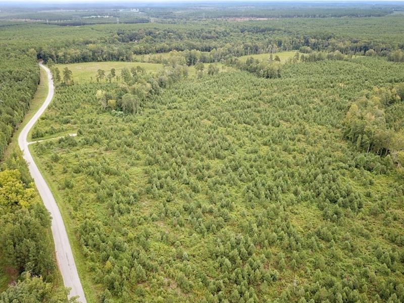 93 Acres of Timberland for Sale : Warfield : Brunswick County : Virginia
