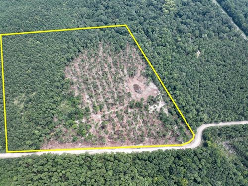 24 Acres, T-22, Boontown Road, 4 : Groveton : Trinity County : Texas